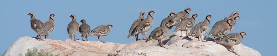 chukar