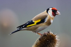 Goldfinch_