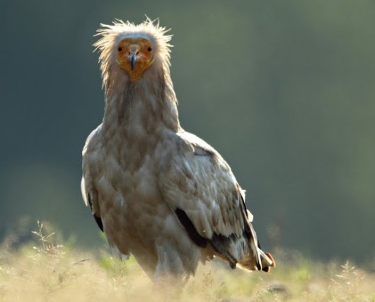 Φωτογραφία: S. Spasov