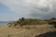 juniperus2
