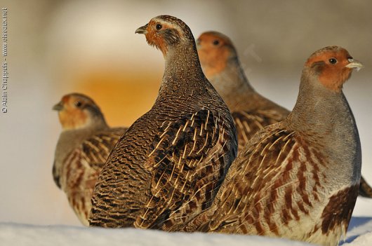 Perdrix grise - oiseaux.net