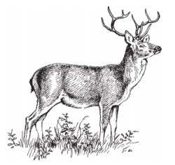 Cervus elaphus