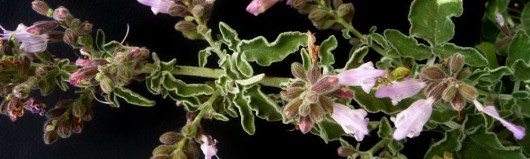 aromatika votana