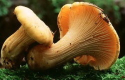 manitaria