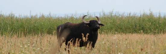 verovouvalos3