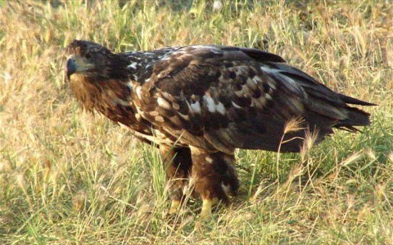 O θαλασσαετός είναι ένα από τα 39 είδη αρπακτικών που διαβιούν εθνικό πάρκο του Δάσους Δαδιάς. (ΑΠΕ-ΜΠΕ/STR)
