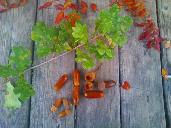 Ποδισκοφόρος δρυς από το δασύλλιο Ευμοίρου της Ξάνθης