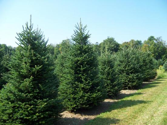 xristougeniatika dentra