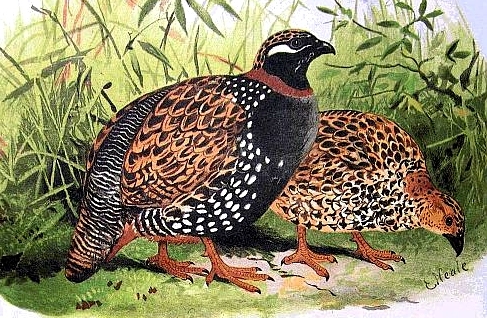 Francolinus_francolinus_hm