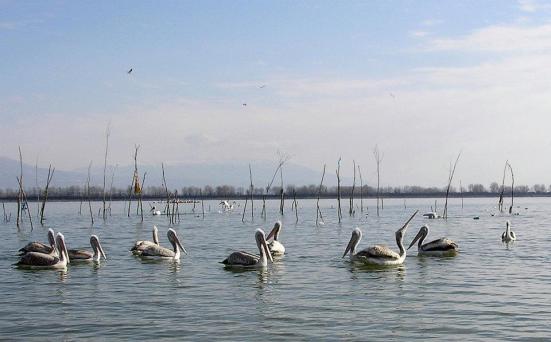 kerkini, ygroviotopos