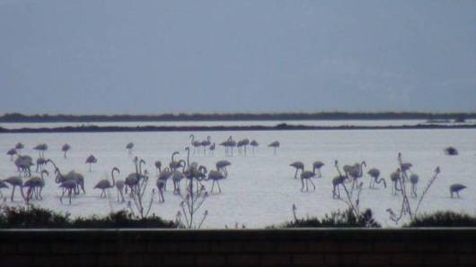 flamingko, ygrotopos, limnothalassa
