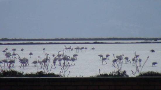 flamingko, ygrotopos, limnothalassa