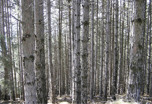 Οι κορμοί των δένδρων μετά από 55 χρόνια. Ορατή η έλλειψη αραιώσεων. Φωτ. Αρχείο Α. Κατσιμάνη