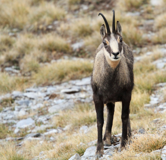 Αγριόγιδο στον Όλυμπο (Φωτό: http://olympusnp.blogspot.gr/ )
