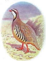 alectoris