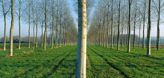 fyteies dasikwn dentrwn