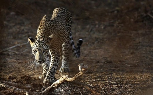 leopardali