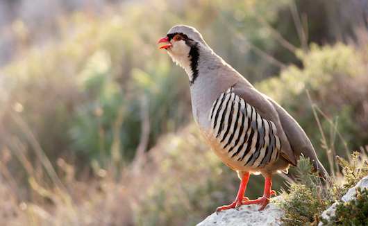 perdika Alectoris graeca