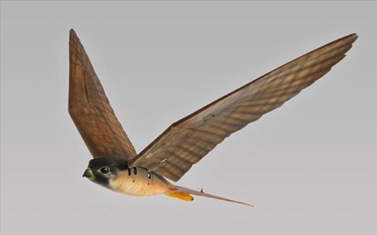 robirds