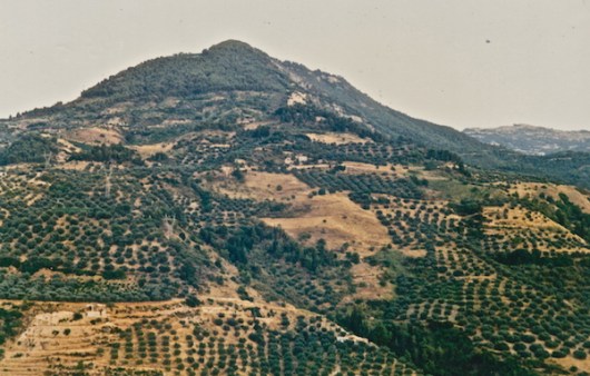 Τα (πευκο)δάση υποχώρησαν στην κορυφή του βουνού, επειδή οι εκτάσεις που καλύπτονταν από αυτά –ολάκερες πλαγιές!– αποδόθηκαν για γεωργική χρήση κι εκχερσώθηκαν (από το αρχείο του συγγραφέα).