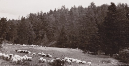 Δάση εποικιστικά διαχειρίζονταν από τις αγροτικές υπηρεσίες! (από το αρχείο του συγγραφέα)