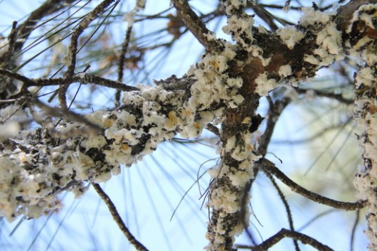 Marchalina hellenica