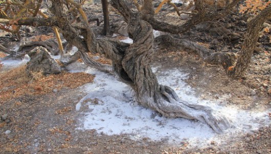 mastixa chios 2