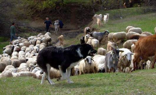 poimenikos, ktinotrofia