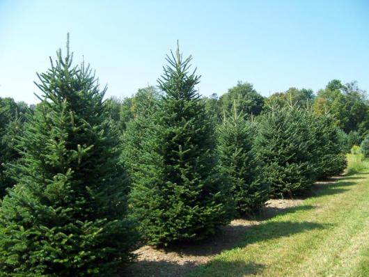 xristougeniatika dentra