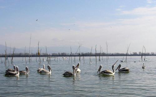 kerkini, ygroviotopos