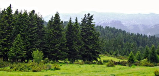 www.pertouliforest.gr