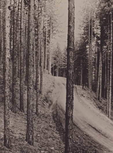 Δάση της Πίνδου κατά τη δεκαετία του 1950 (από το αρχείο του συγγραφέα).