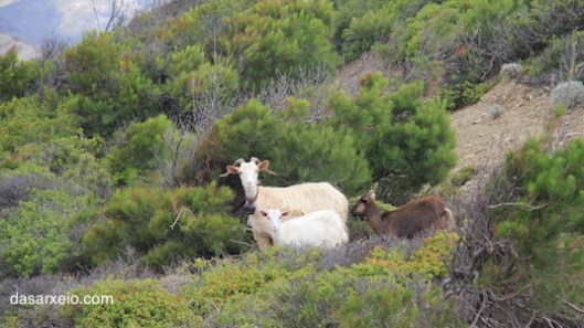 voski katsikia ktinotrofia