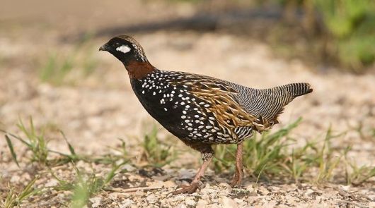 Francolinus-francolinus4