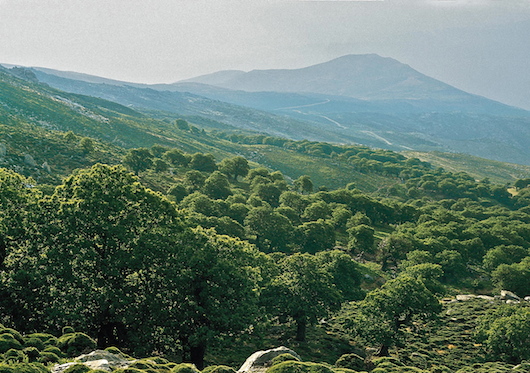 Σε συγκεκριμένες περιοχές της χώρας, όπως εν προκειμένω στην Κρήτη, το ελληνικό δημόσιο οφείλει ν’ αποδείξει την κυριότητά του επί των δασών και δασικών εκτάσεων (από το αρχείο του συγγραφέα).