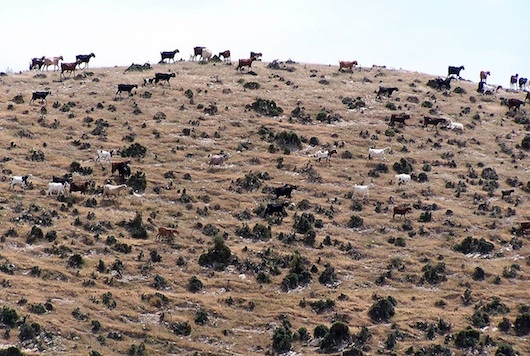 Υπερβοσκημένες γαίες (από το αρχείο του συγγραφέα).
