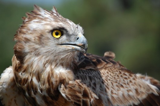 Circaetus_gallicus fidaetos