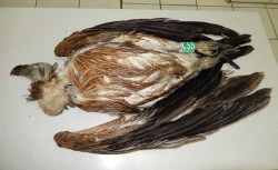 Ο γύπας που βρέθηκε νεκρός είχε αρχίσει το ταξίδι του από την Κροατία, διασχίζοντας μια μεγάλη απόσταση για να προσγειωθεί στην Ελλάδα