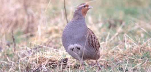 pedini perdika