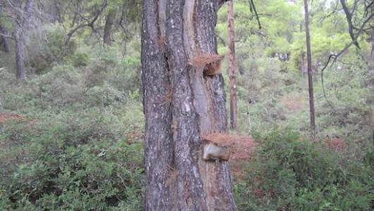 ritinokalliergeia retsini