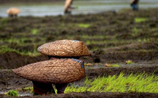 Οι Χάσι έχουν προσαρμοστεί στη συνεχή βροχόπτωση εδώ και αιώνες, χρησιμοποιώντας ρίζες από δέντρα καουτσούκ για διάφορες κατασκευές όπως γέφυρες, γνωρίζοντας πως η σήψη των συνηθισμένων ξύλινων κατασκευών θα ήταν εξαιρετικά γρήγορη.