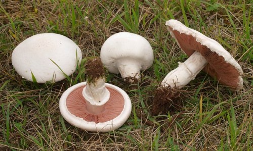 manitaria