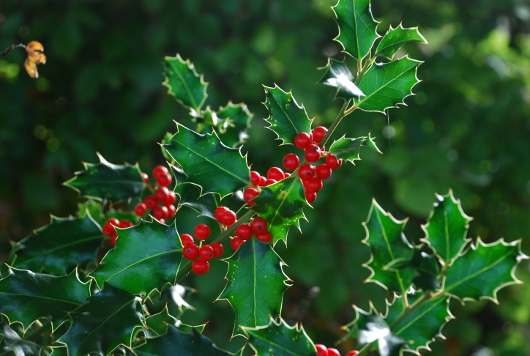 Ilex-aquifolium