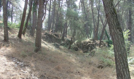 peukodasos