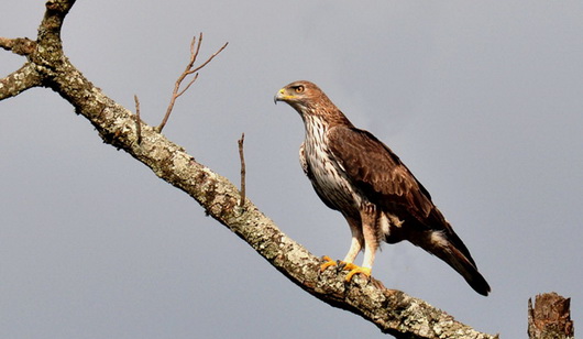 (http://el.wikipedia.org/)