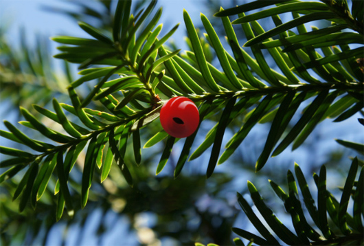 taxus_seed
