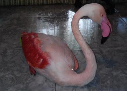FlamingoPirovolimenoPeraias