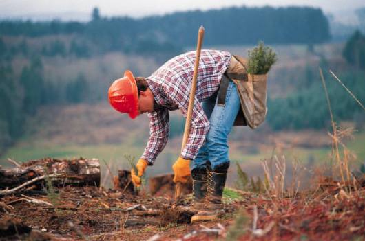 Forester-job