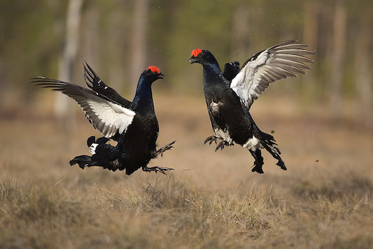 Tetrao tetrix Lyropeteinos