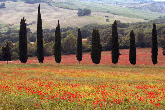 Cupressus